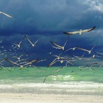 featuredImage-florida