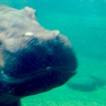 featured-image-busch