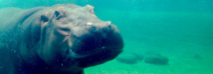 featured-image-busch